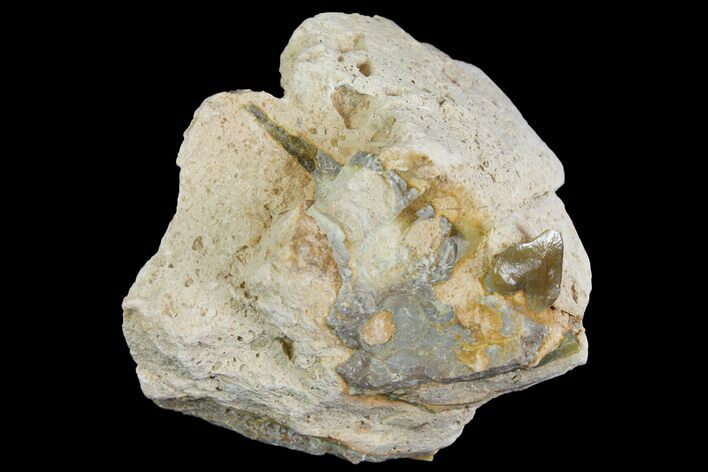 Unprepared, Oreodont (Merycoidodon) Jaw Section - South Dakota #136048